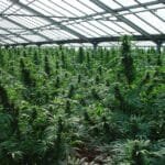 Pack Glasshouse découverte 8x1g