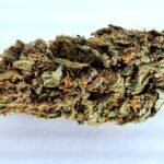 biscotti fleur cbd glasshouse